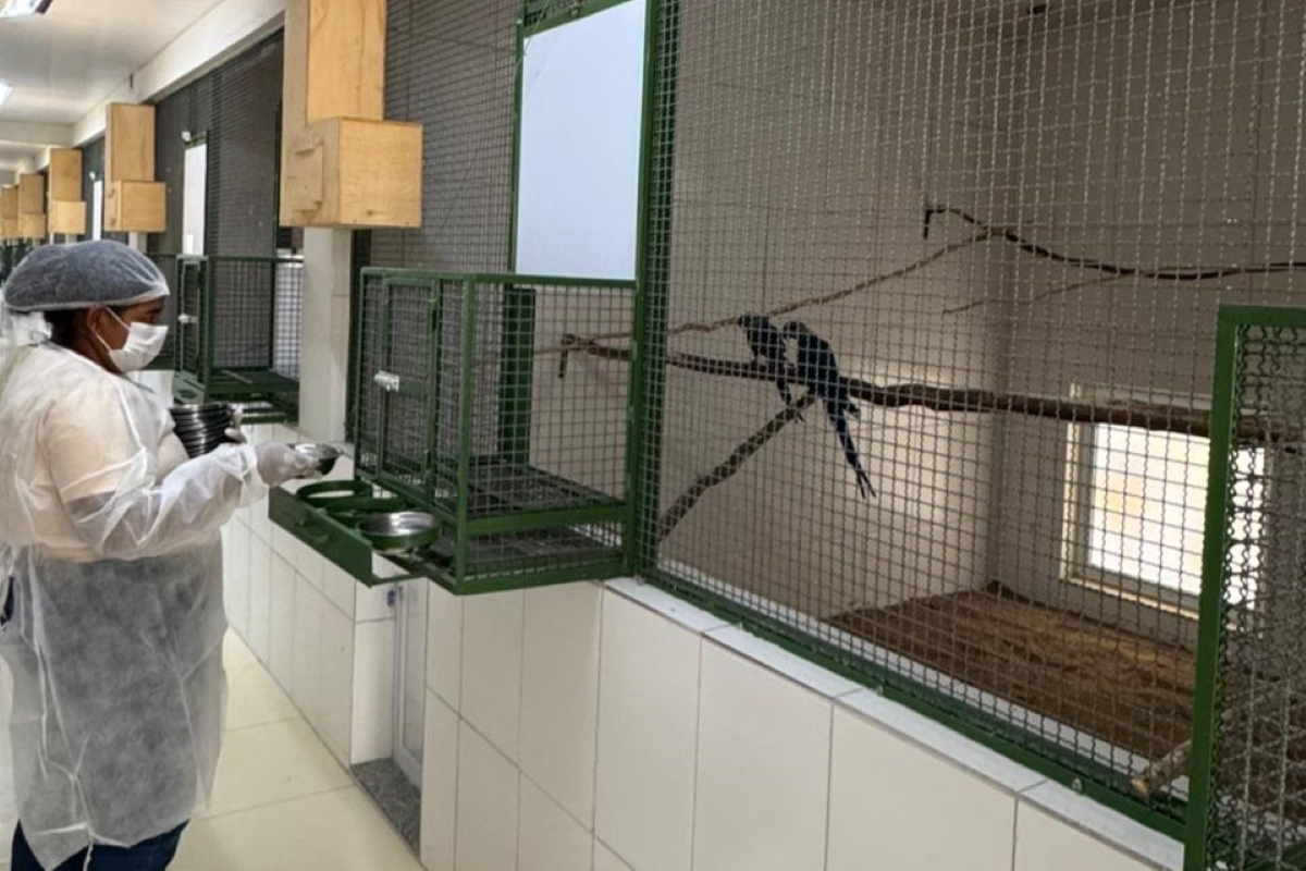 Criadouro contesta Acusações de Falhas Sanitárias com ararinhas-azuis