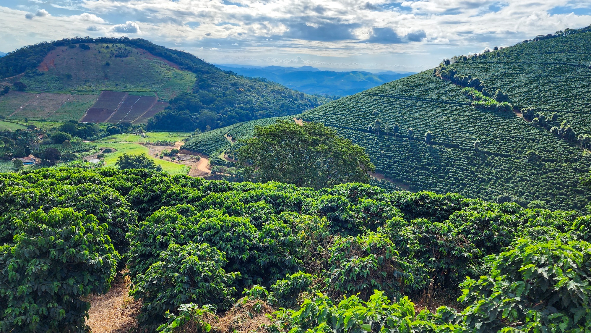 Setor do Café Projeta Crescimento Expressivo para o Próximo Ano