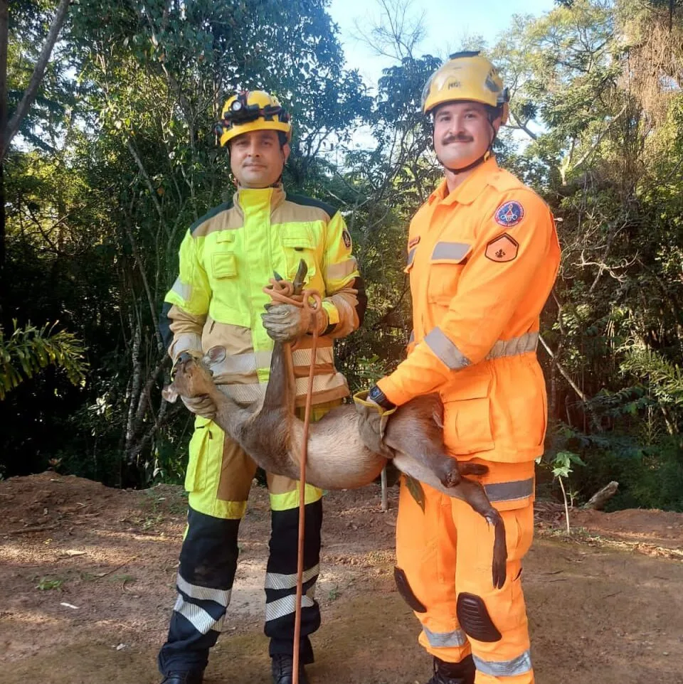 Bombeiros resgatam veado ferido às Margens da MGC 491