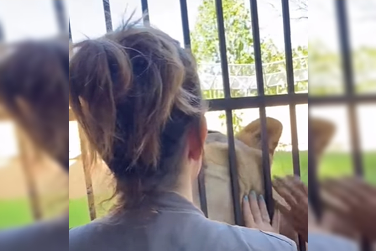 Leoa da Bica: Veterinária mostra carinho após fatalidade