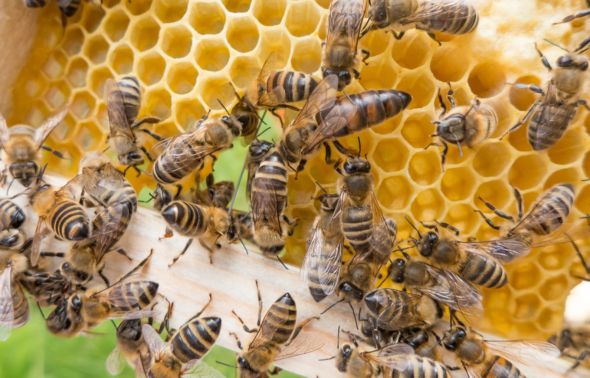 Idoso morre após Ataque de abelhas em Curvelo