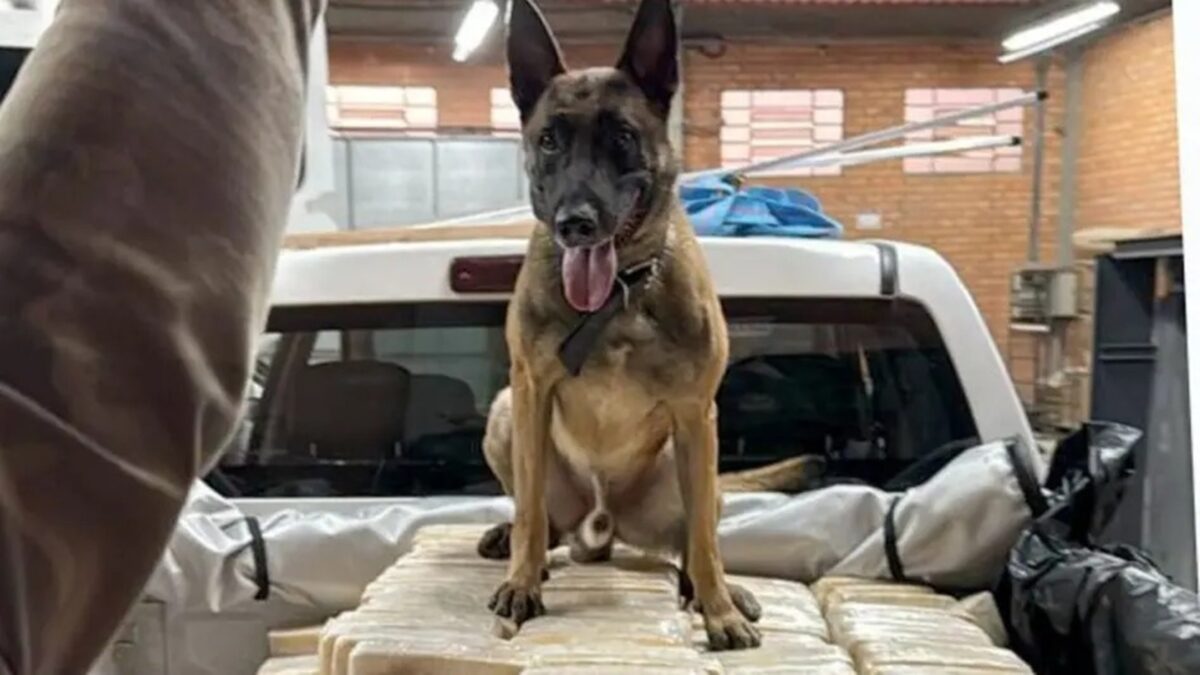 Cachorro Herói Desvenda Tonelada de cocaína em Blumenau