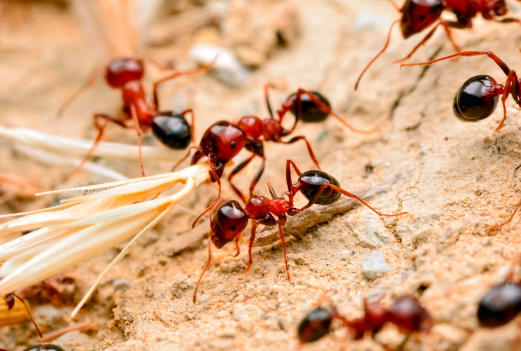 Formigas jovens se Sacrificam para Proteger a Colônia de epidemias