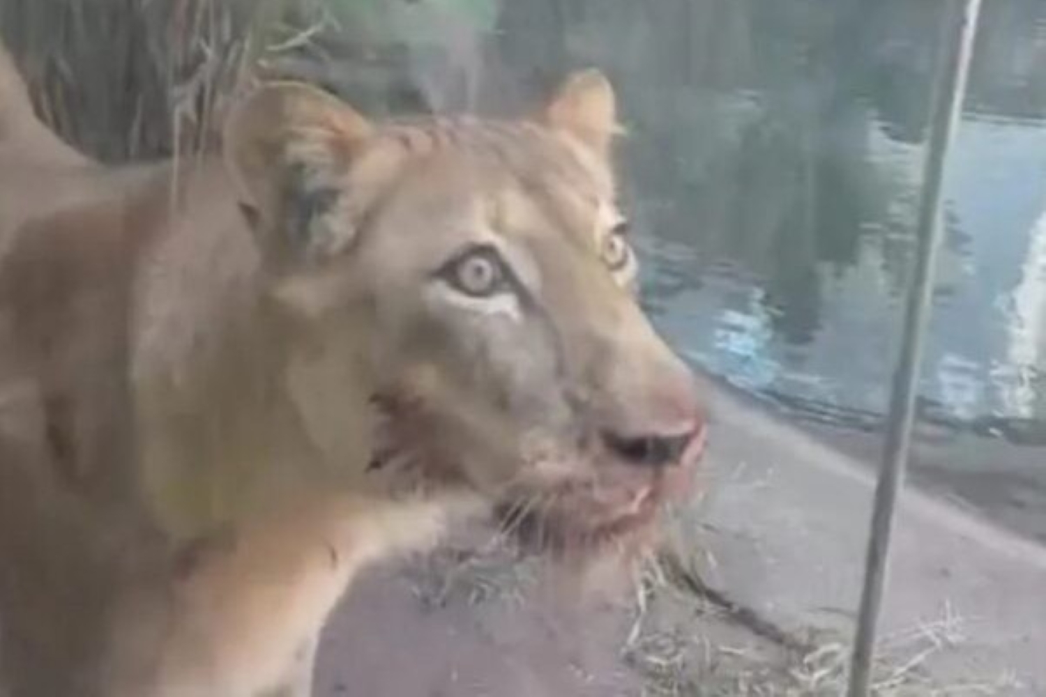 Leoa Leona não será sacrificada Após Ataque Fatal