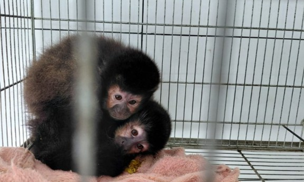 Traficados: Aves, Répteis e Mamíferos Lideram Comércio Ilegal