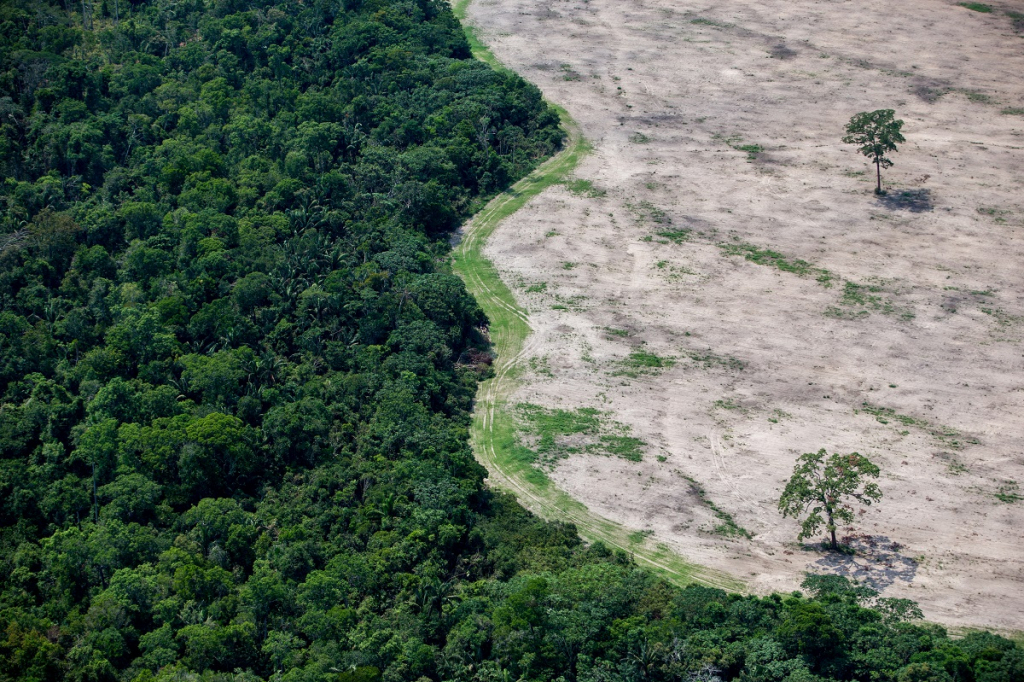 Desmatamento na Amazônia Cai 35%, Aponta Inpe