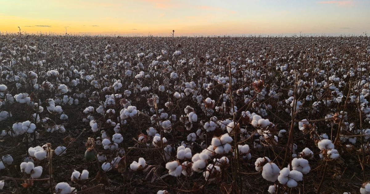 Algodão Brasileiro: Rumo ao Estrelato na Indústria Têxtil Nacional